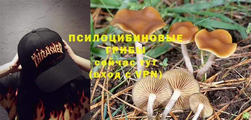 Галлюциногенные грибы MAGIC MUSHROOMS  KRAKEN рабочий сайт  Ртищево 